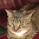 Самотна котка вкъщи: как самотата влияе на поведението и здравето ѝ samotna-kotka-vkashti-kak-samotata-vliyae-na-povedenieto-i-zdraveto.jpg