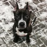 Защо кучето си облизва лицето: общуване на езика на древните ритуали zashto-kucheto-si-oblizva-litseto-obshtuvane-na-ezika-na-drevnite.jpg