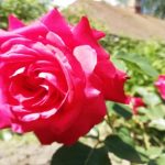 Защо розите ви не цъфтят, а растат само на листа: тайните, които разсадниците крият zashto-rozite-vi-ne-tsaftyat-a-rastat-samo-na-lista.jpg